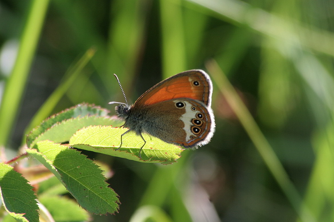 Tutte Coenonympha arcania?